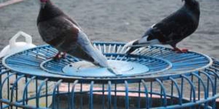 Burung Merpati Tinggian Makin Digemari